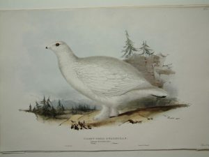 Short-Toed Ptarmigan