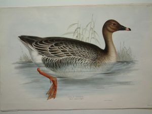 Bean Goose