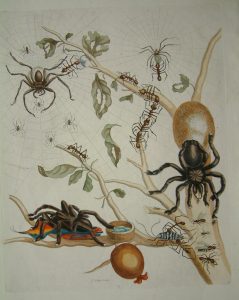 Guajava/ Spiders
