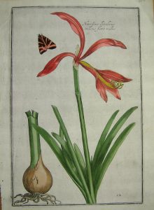 Narcissus jocobeus indicus flore rubro