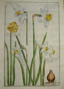 Narcissus lutens maior amplo calice