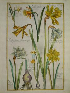 Narcissus hyspanic medius luteus