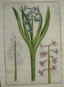 Hyacinthus indicus dictus zunbul