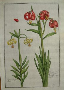 Martagum flore spadiceo 