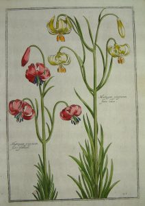 Martagum ponponeum flore 