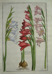 Gladiolus flore albo