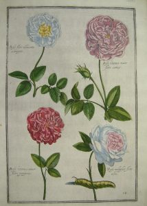 Rosa flore albicante variegato