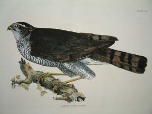 Sparrow Hawk, Female