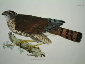 Sparrow Hawk, Female