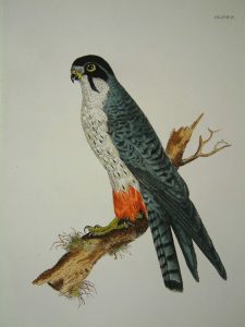 Red Legged Hobby