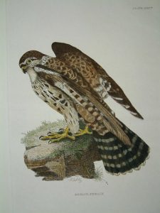 Merlin, Female