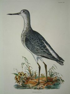 Greenshank