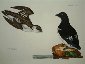 Little Auk, Summer & Winter Plumage