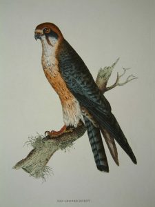 Red Legged Hobby