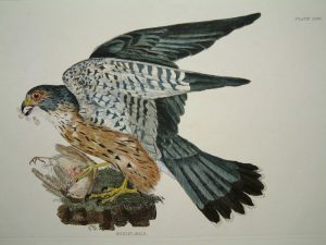 Merlin, Male