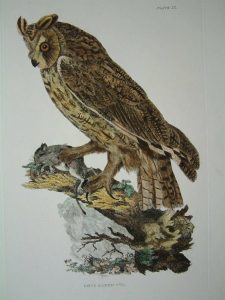 Long Eared Owl