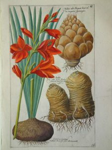 Gladiolus maximus