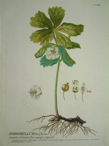 Podophyllum