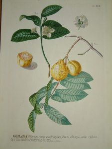Guaiaba (Guava)