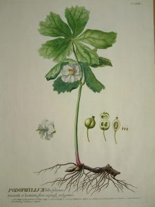 Podophyllum