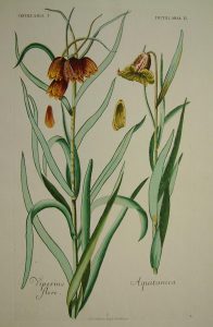 Fritillaria