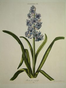 Hyacinthus