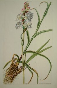 Tuberosa