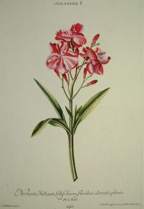 Oleander