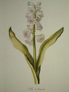 Hyacinthus