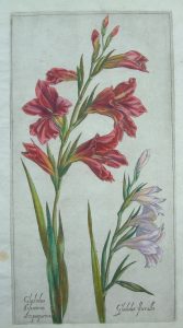 Gladiolus bisantinus