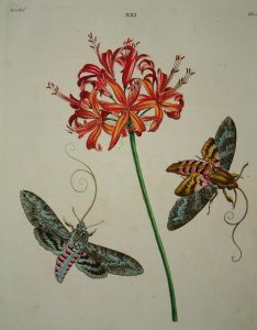 Blue/Grey Moths
