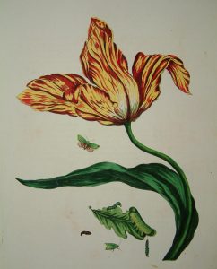 Tulip