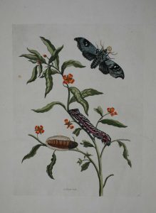 Wilde Plant/ Caterpillar