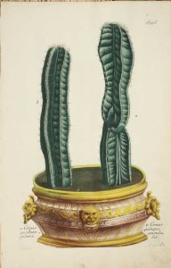 Cereus, set of 4