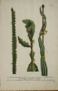 Cereus, set of 4
