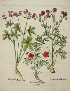 Geranium Sanguinarium