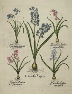 Hyacinthus Anglicus