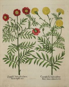 Caryophyllus Indicus Plenus..