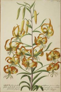 Lilium