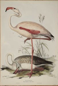 Flamingo