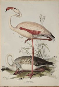 Flamingo