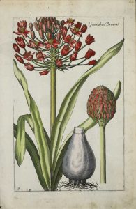 Hyacinthus Peruanus