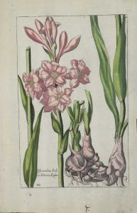Hyacinthus Indicus Tuberosa Radice