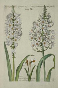 Ornithogalum Italicu