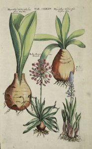 Hyacintus Cochici folio