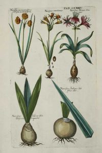 Narcissus Illiricus liliaceus