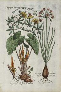 Moly iucifolium odore