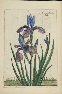 Iris