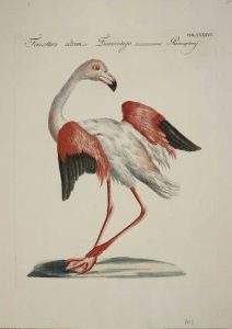 Fiammingo (Flamingo)