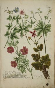 Geranium, set of 8